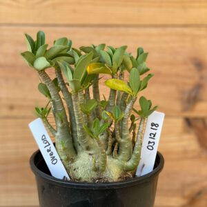 0312 18  Arabicum Overload - F2 12 meses