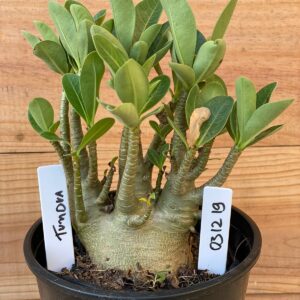 0312 19  Arabicum Overload - F2 12 meses