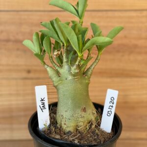 0312 20  Arabicum Tank - F2 12 meses