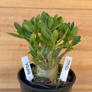 0312 21  Arabicum Raptor - F2 12 meses