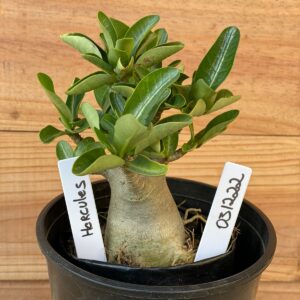 0312 22  Arabicum Hércules - F2 12 meses