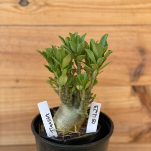 0312 23  Arabicum Tomahawk- F2 12 meses