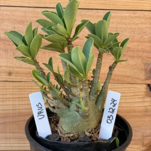 0312 24  Arabicum Urus - F2 12 meses