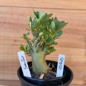 0312 25  Arabicum Super fest - F2 12 meses