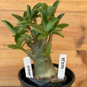 0312 26  Arabicum Colossus - F2 12 meses