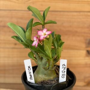 0312 27  Arabicum Ironhide - F2 12 meses