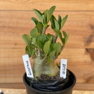 0312 28  Arabicum Galvatron - F2 12 meses