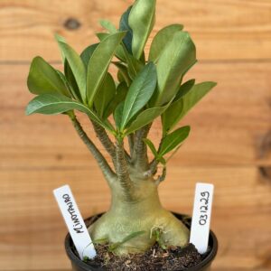 0312 29  Arabicum Minotauro - F2 12 meses