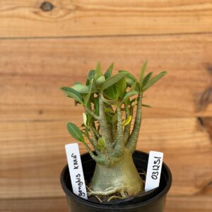 0312 31  Arabicum Genghis Khan - F2 12 meses