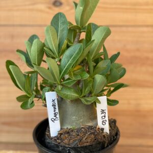 0312 34  Arabicum Ragnarok- F2 12 meses