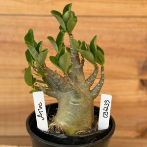 0312 35  Arabicum  Atlas - F2 12 meses