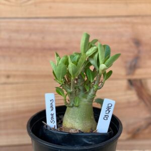 0312 40  Arabicum Star Wars- F2 12 meses