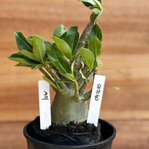 0412 10  Arabicum Low- F2 12 meses