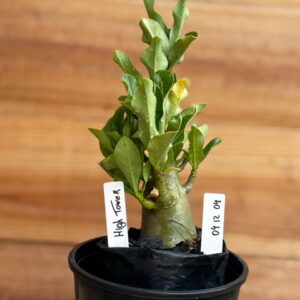 0412 04  Arabicum Hightower- F2 12 meses