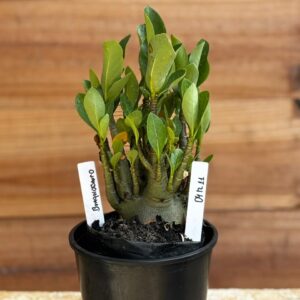 0412 11  Arabicum Braquiossauro- F2 12 meses