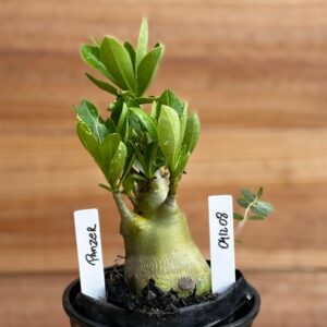 0412 08  Arabicum Panzer- F2 12 meses