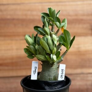 0412 09  Arabicum Tanos- F2 12 meses