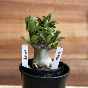 0412 14  Arabicum Jupiter- F2 12 meses