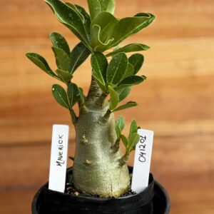 0412 01  Arabicum Maverick- F2 12 meses