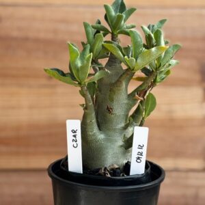 0412 12  Arabicum Czar - F2 12 meses