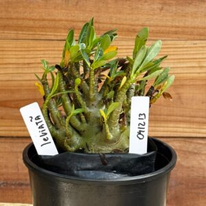 0412 13  Arabicum Leviatã - F2 12 meses