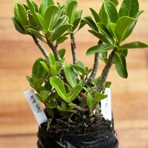 0412 03  Arabicum Black Hulk - F2 12 meses