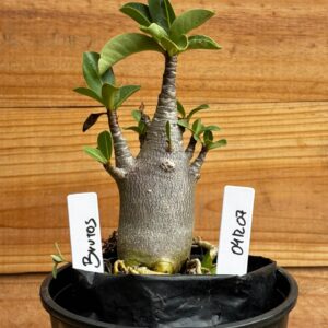 0412 07  Arabicum Brutos- F2 12 meses