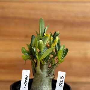 0412 15  Arabicum Cadmam- F2 12 meses