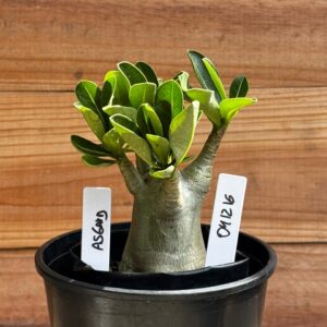 0412 16  Arabicum Asgard- F2 12 meses