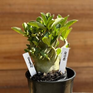 0412 20  Arabicum Dynamo - F2 12 meses