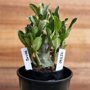 0412 22  Arabicum Brutos - F2 12 meses