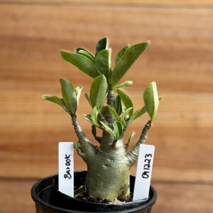 0412 23  Arabicum Bardok - F2 12 meses