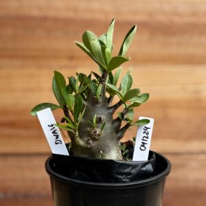 0412 24  Arabicum Dwaf black - F2 12 meses