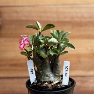 0412 25  Arabicum Rbl - F2 12 meses