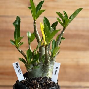 0412 26  Arabicum DDc Pura - F2 12 meses