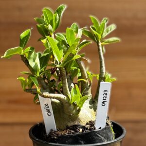 0412 27  Arabicum Onix - F2 12 meses