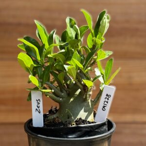 0412 28  Arabicum Zeus - F2 12 meses