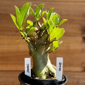 0412 29  Arabicum Javali - F2 12 meses