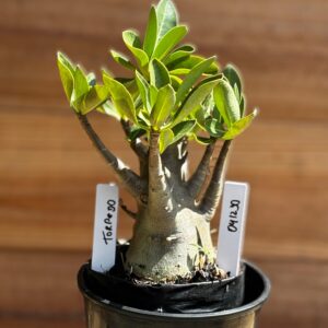 0412 30  Arabicum Torpedo - F2 12 meses