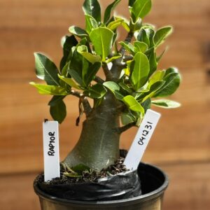 0412 31  Arabicum Raptor - F2 12 meses