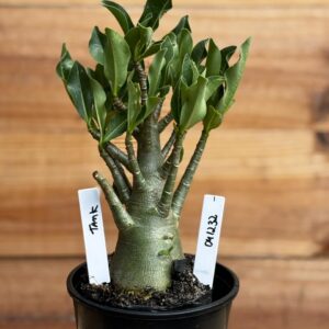 0412 32  Arabicum Tank - F2 12 meses