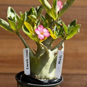 0412 33  Arabicum Emerald crown- F2 12 meses