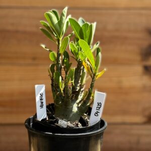 0412 35  Arabicum Ironhide F2 12 meses