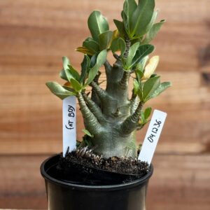 0412 36  Arabicum Fat Boy F2 12 meses