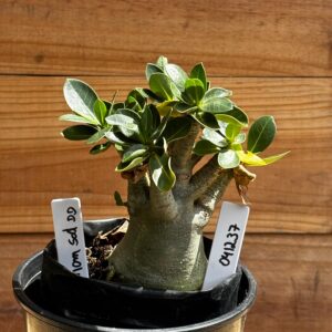 0412 37  Arabicum Nom Sod DD F2 12 meses