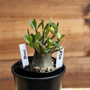 0412 38  Arabicum Brutos F2 12 meses