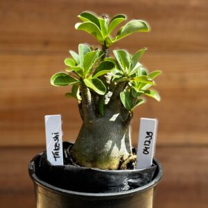 0412 39 Arabicum Takeshi F2 12 meses