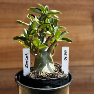 0412 40 Arabicum Zander F2 12 meses