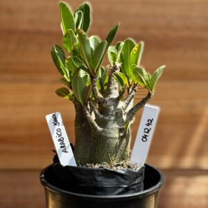 0412 42 Arabicum Black Tigrada  F2 12 meses