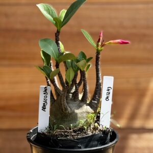 0412 43 Arabicum Black  F2 12 meses